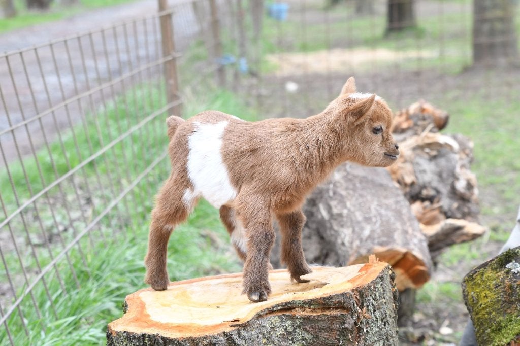 Chèvres miniatures et toys, Plusieurs animaux, Chèvre, 0 à 2 ans