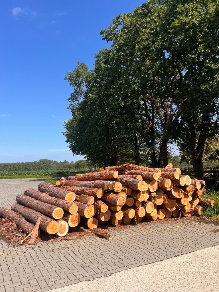 Den op Stam te koop brandhout, Tuin en Terras, Brandhout, 6 m³ of meer, Ophalen, Overige houtsoorten, Stammen
