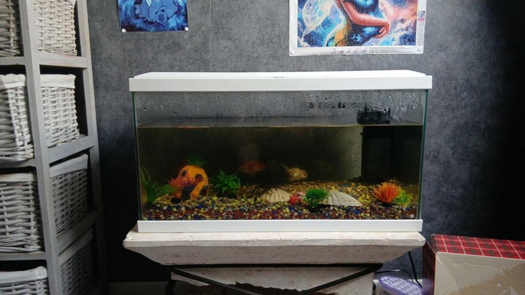 Aquarium avec filtre, Enlèvement, Decoratie