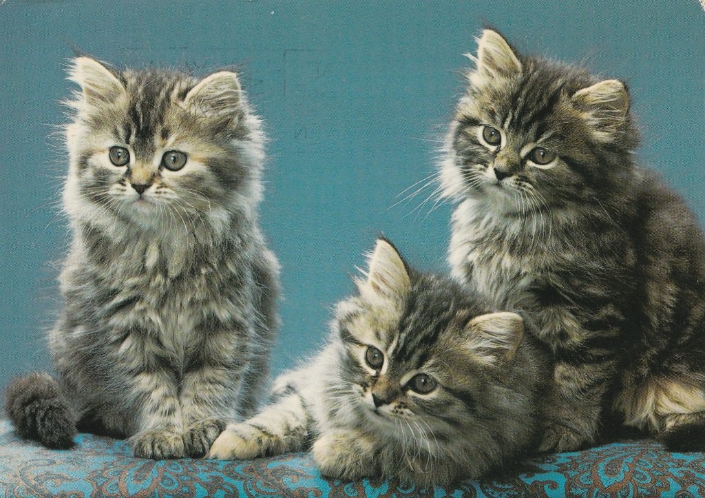 3  PRACHTIGE  KATJES, Verzamelen, Postkaarten | Dieren, Verzenden, 1960 tot 1980, Gelopen, Hond of Kat