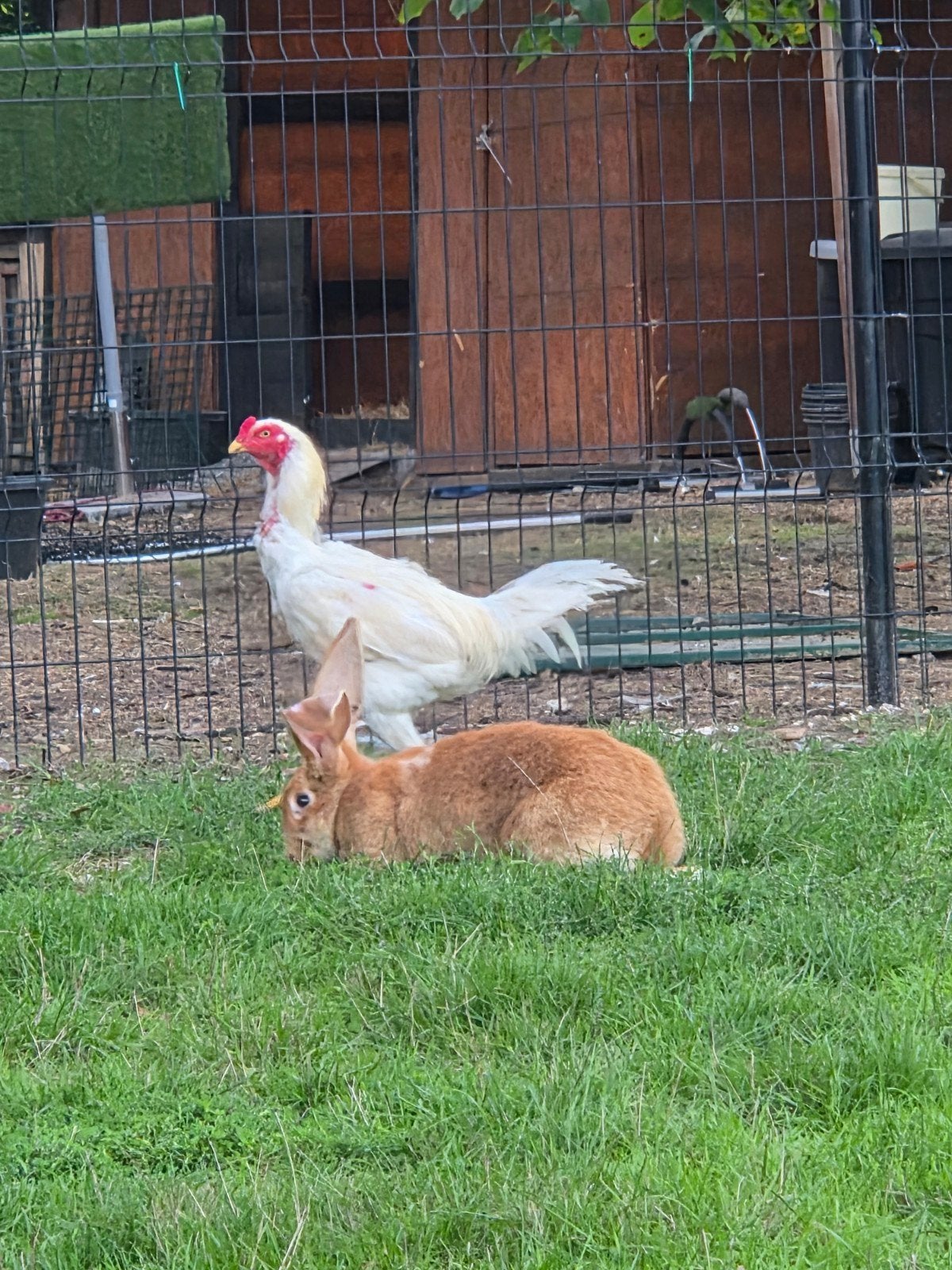 ras echte vlaamse reus, Dieren en Toebehoren