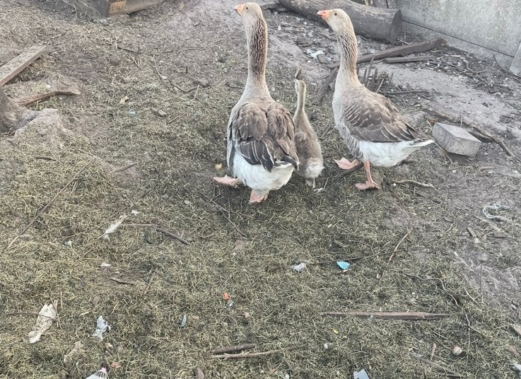 Ganzen, Animaux & Accessoires, Volatiles