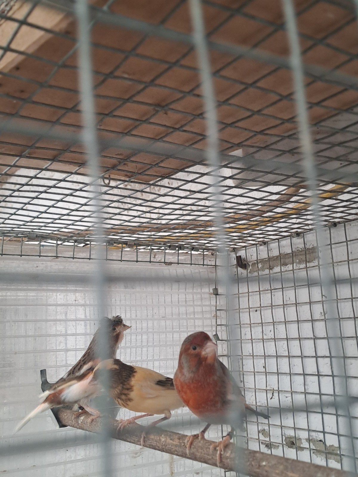 Harlekijne man en pop van 2025 30euro  voor  het koppel, Animaux & Accessoires