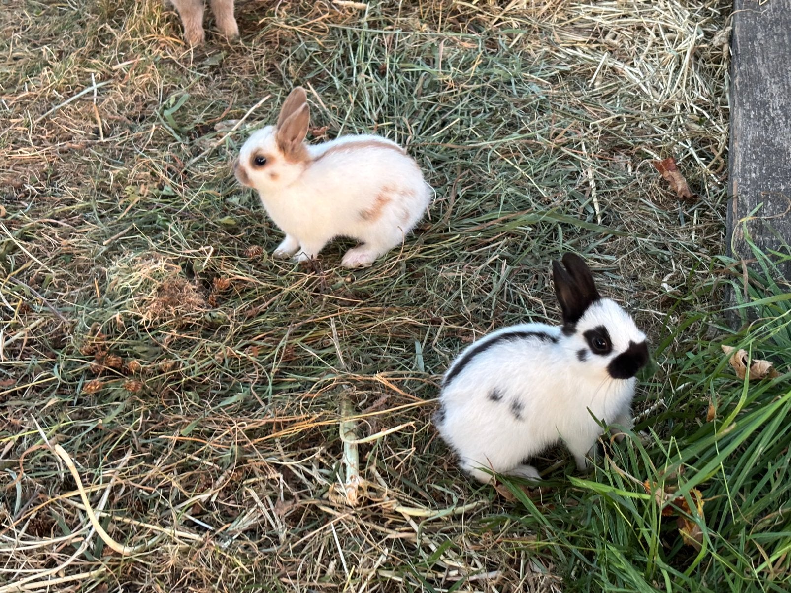 LAPIN PAPILLON NAIN, Enlèvement, Lapin