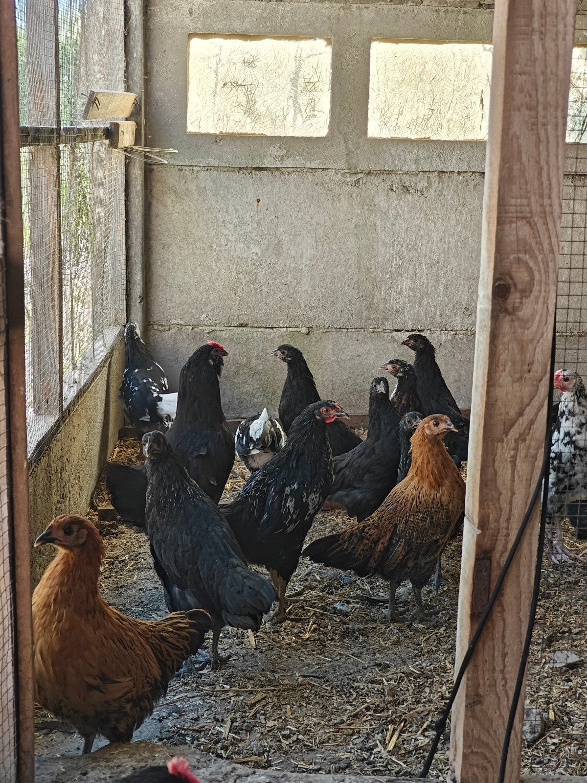 Jonge kippen - leghorn, Plusieurs animaux, Poule ou poulet