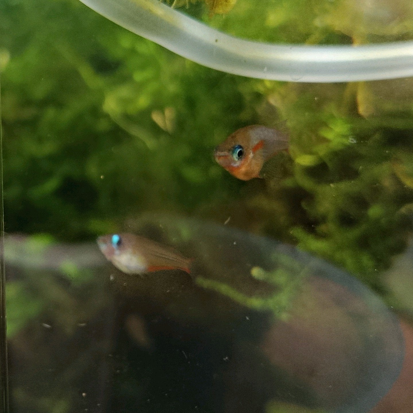 Oryzias latipes - medaka Daisy Blue, Animaux & Accessoires, Poissons | Poissons d'aquarium, Poisson, Poisson d'eau douce, Banc de poissons