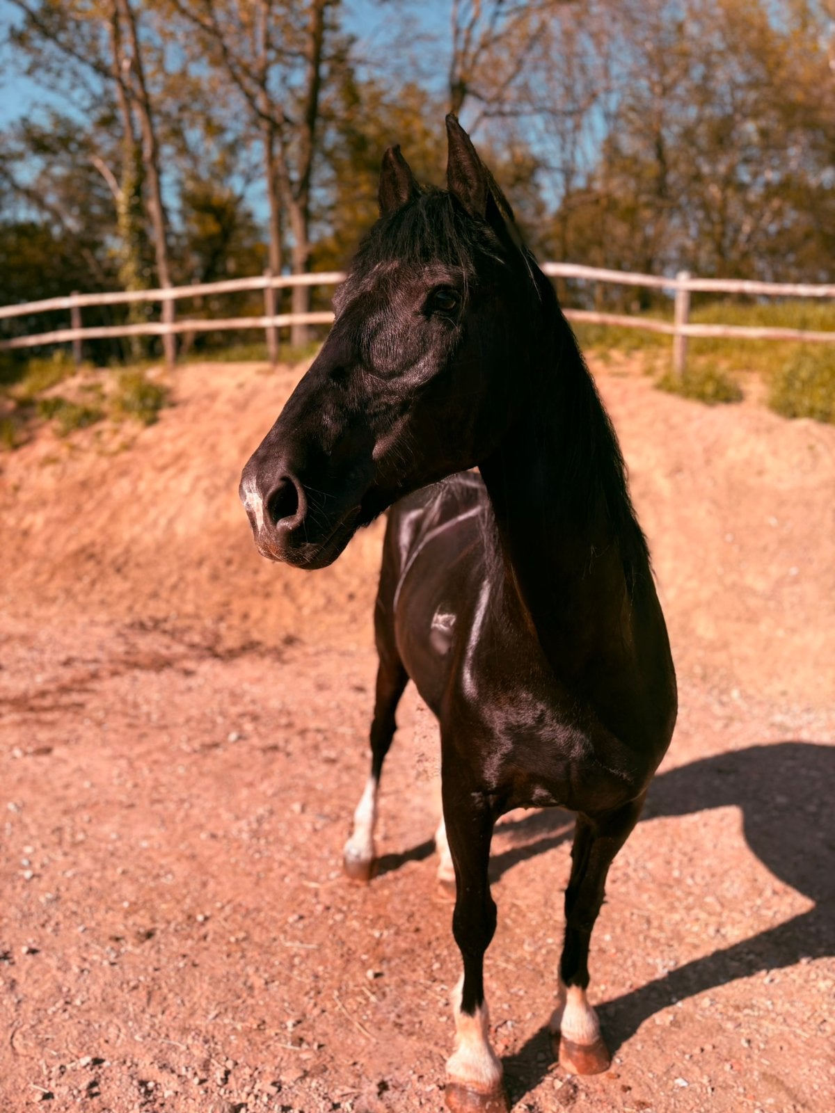 Paard te koop, Dieren en Toebehoren, Paarden, Gechipt, Ruin, Zadelmak, 11 jaar of ouder