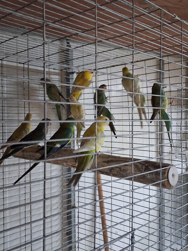 roodrug parkiet, Dieren en Toebehoren, Vogels | Parkieten en Papegaaien, Meerdere dieren, Parkiet, Geringd