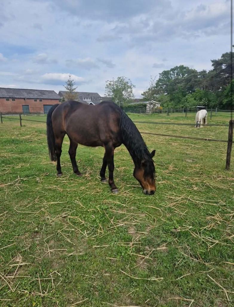 Te koop: Kinderlieveling met een gouden karakter, Jument