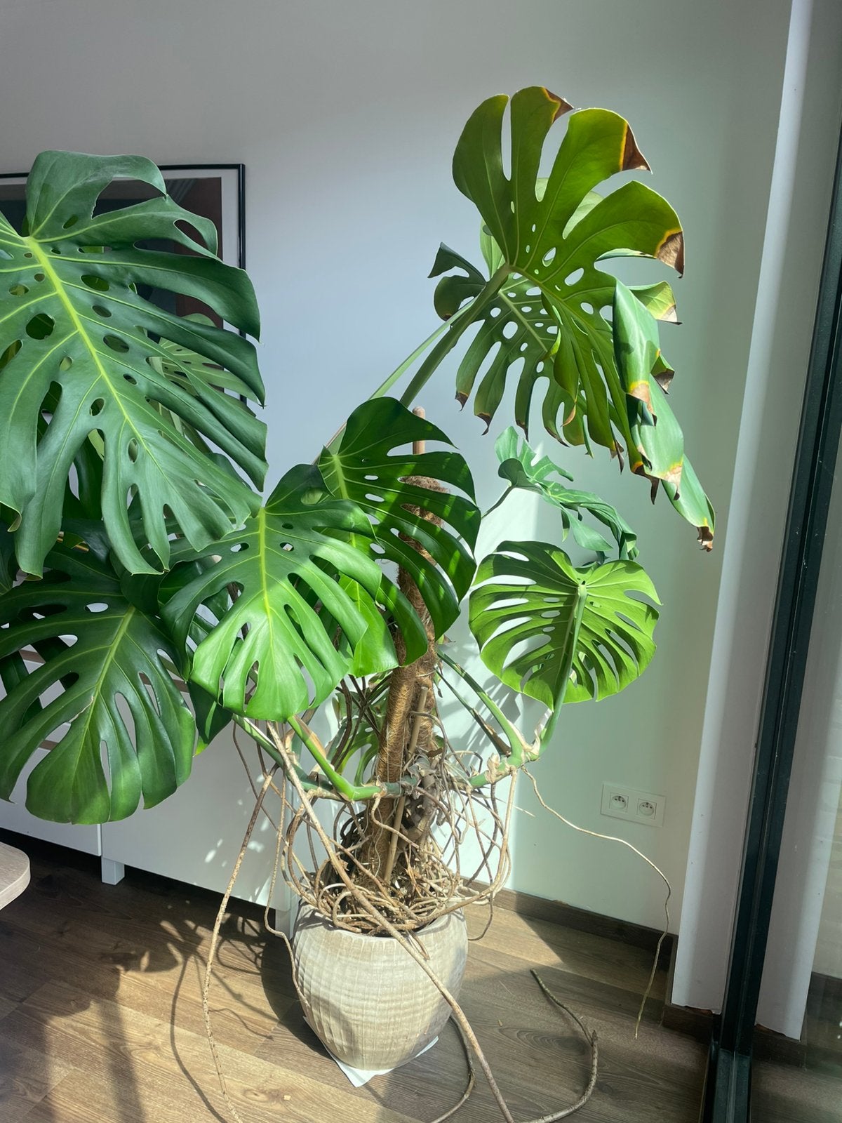 Monstera, Huis en Inrichting, Kamerplanten, Ophalen, Overige soorten, In pot, 150 tot 200 cm