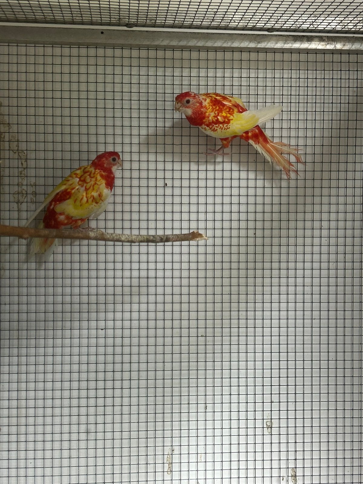 Halftamme rosella rubin, Dieren en Toebehoren, Tam