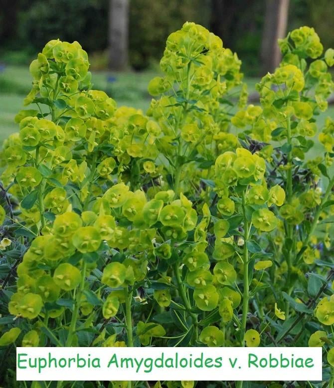 Euphorbia amygdaloides var. robbiae: Wolfsmelk, Ophalen, Lente, Vaste plant, Halfschaduw