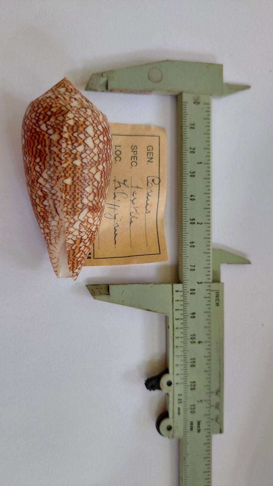 COLLECTION DE COQUILLAGES EXCEPTIONNELLE PROPOSÉE, Collections, Enlèvement ou Envoi, Décoration