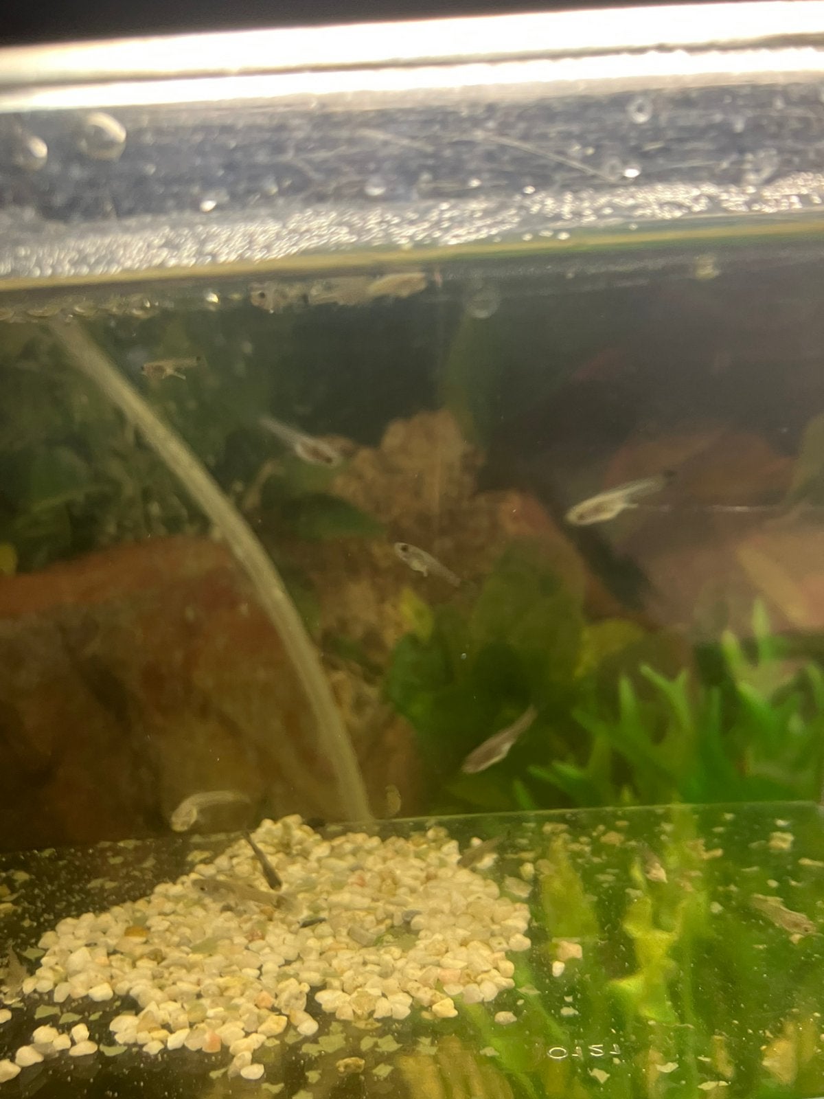 Baby guppies M/V, Dieren en Toebehoren, Vis, Zoetwatervis, Schoolvis