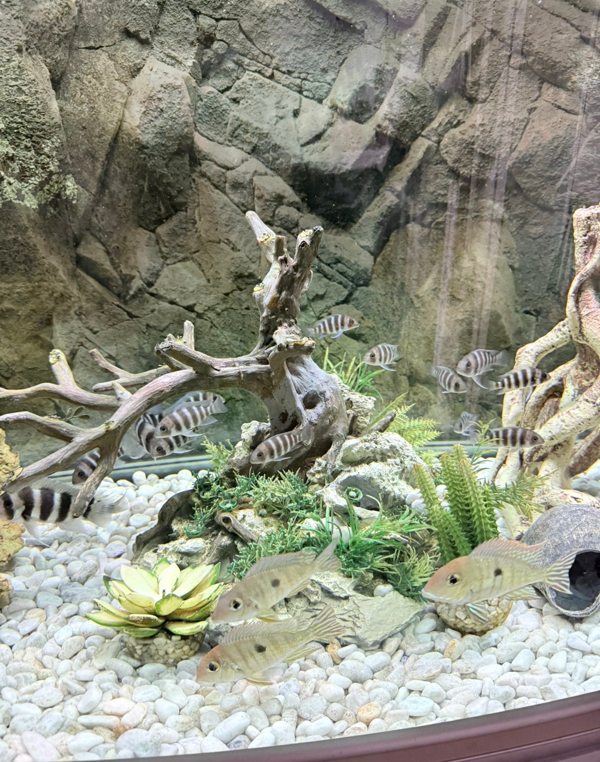 Frontosa cichlides