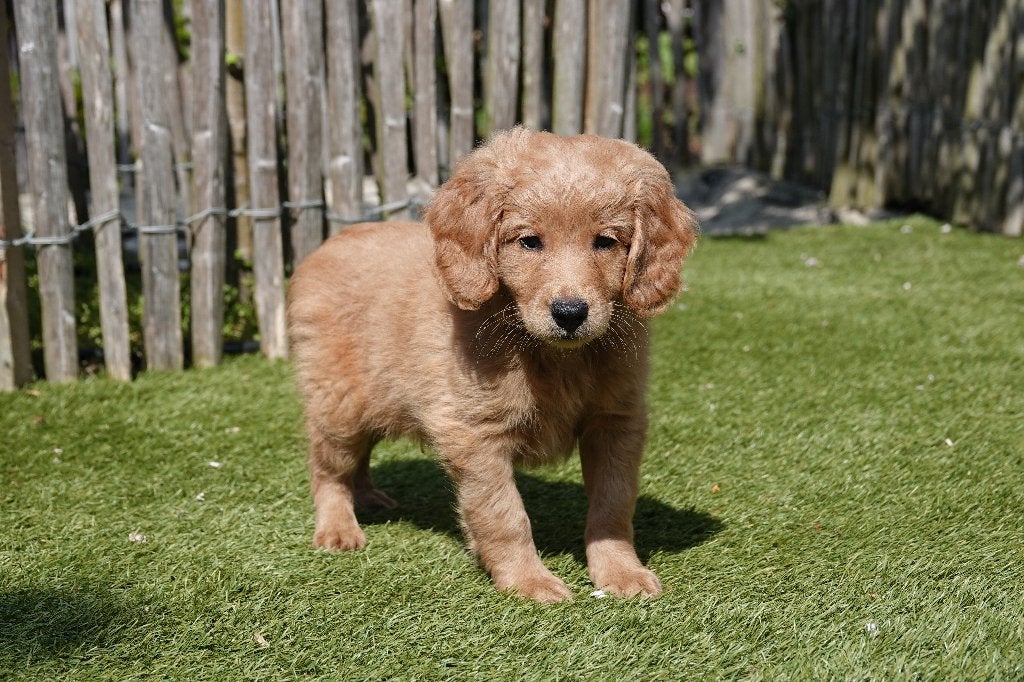 Medium Labradoodle pups (type labrador), met stamboom, Autres races, Plusieurs, Hépatite contagieuse (maladie de Rubarth), Belgique