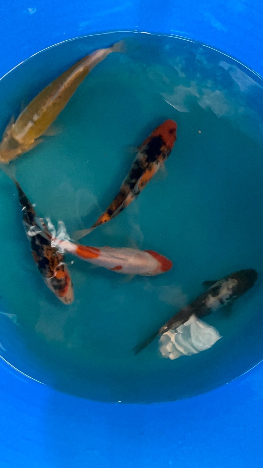 Japanse koi 15-20cm, Karper of Koi