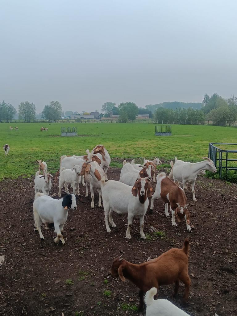 Boergeiten, Chèvre