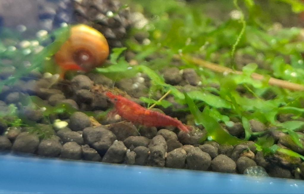Rode neocaridina garnalen | Red Cherry, Homard, Crabe ou Crevette, Poisson d'eau douce