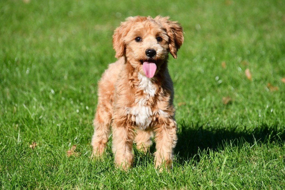 Maltipoo dekreu