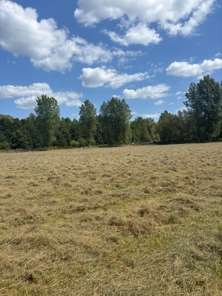 Gras op stam of weide te huur gezocht, Dieren en Toebehoren, Stalling en Weidegang