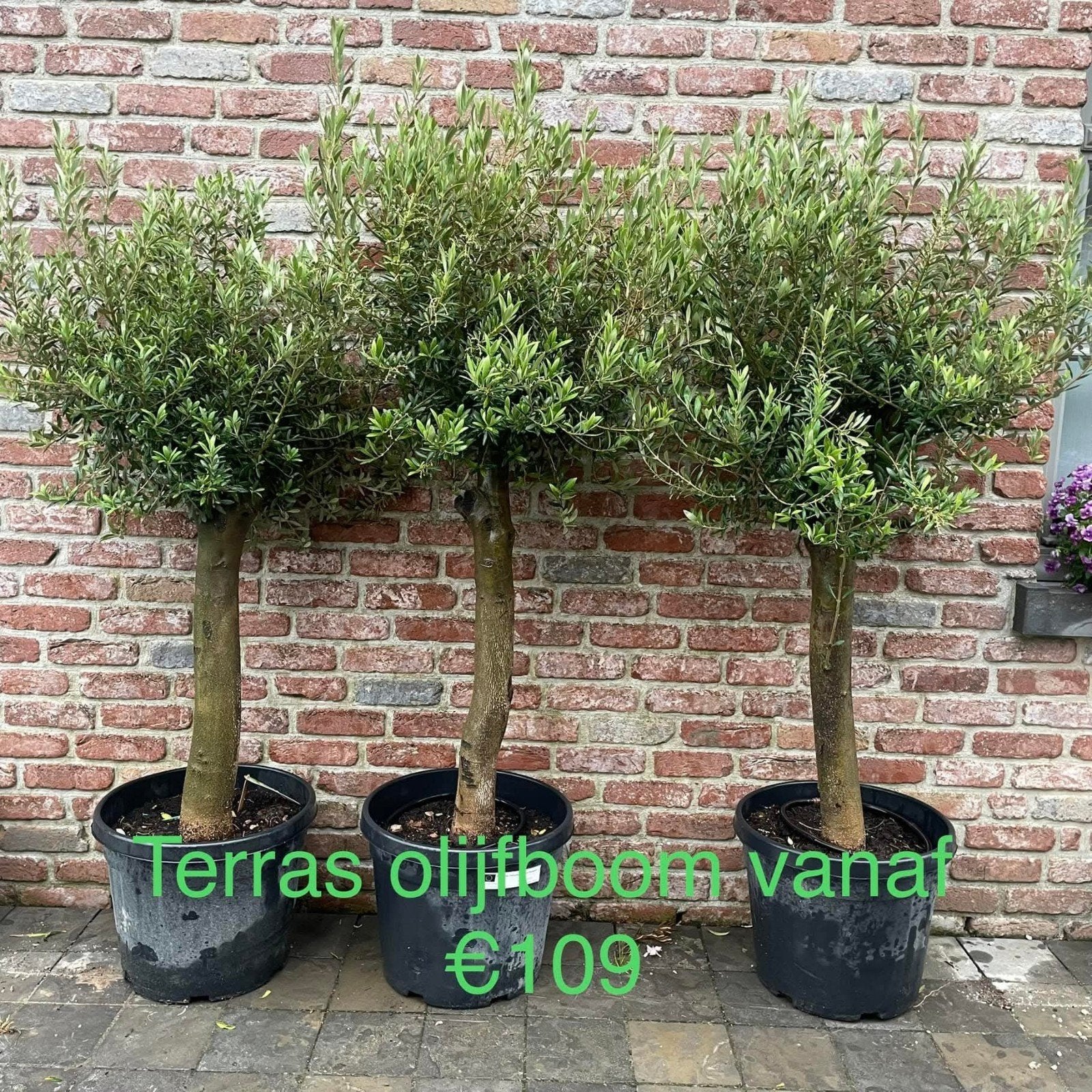 ‼️olijfbomen olea europaea aan promoprijzen ‼️, Tuin en Terras, Planten | Tuinplanten, Ophalen