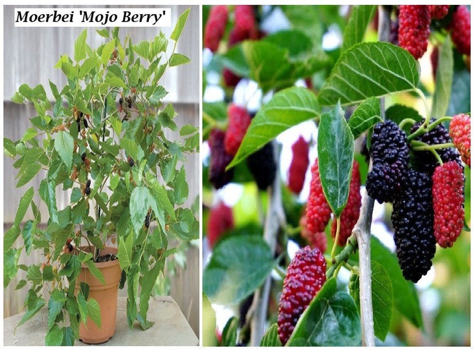 STRUIKEN ZWARTE MOERBEI MOJO BERRY, VOLGEND JAAR FRUIT ! 18€, Tuin en Terras, Ophalen of Verzenden, Vaste plant, Fruitplanten