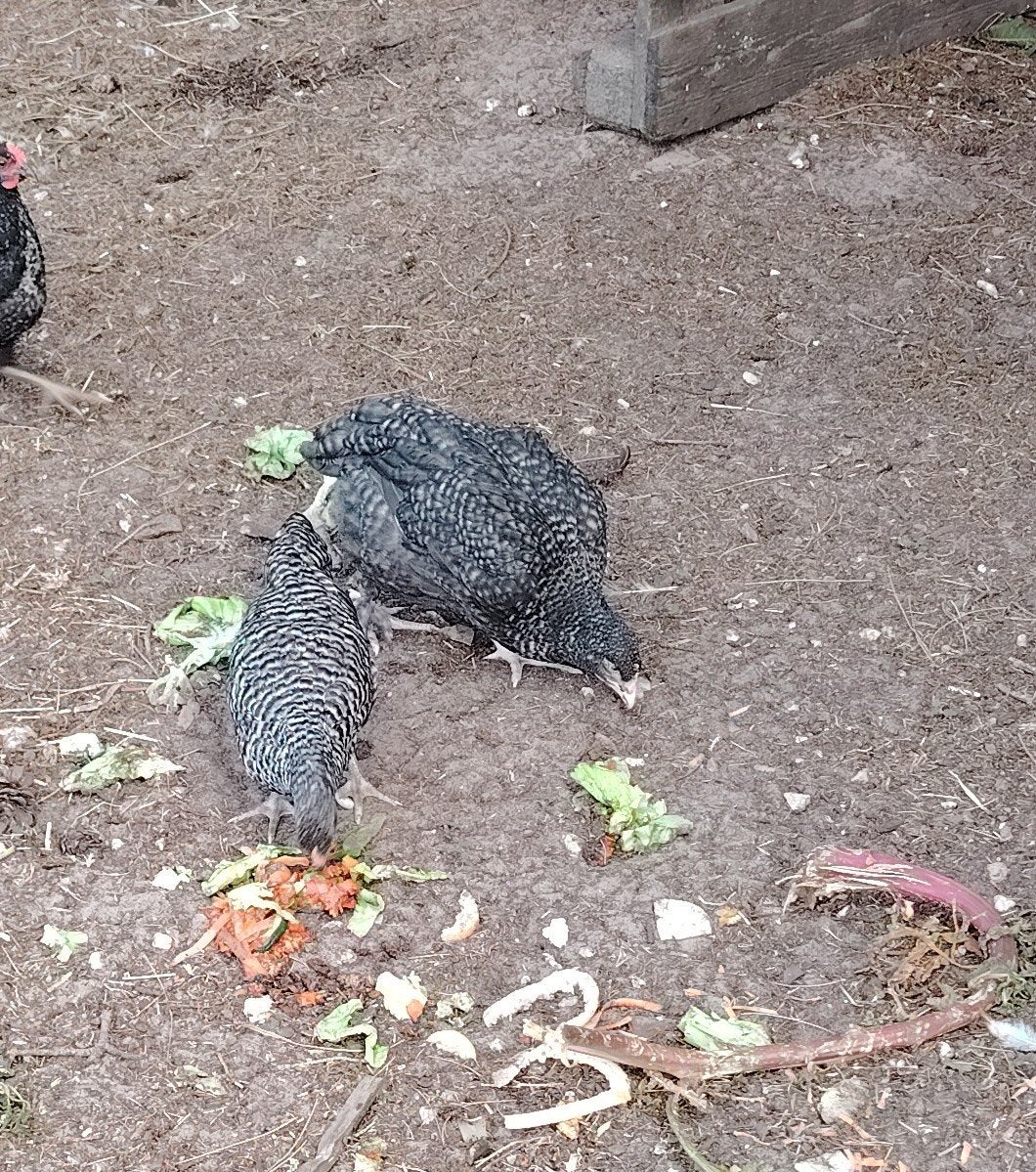 jonge Mechelse koekoeken, Dieren en Toebehoren, Pluimvee, Vrouwelijk, Kip