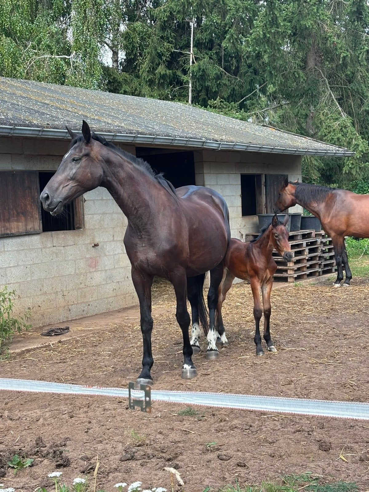 2 fokmerries bwp, Dieren en Toebehoren, Paarden, Merrie