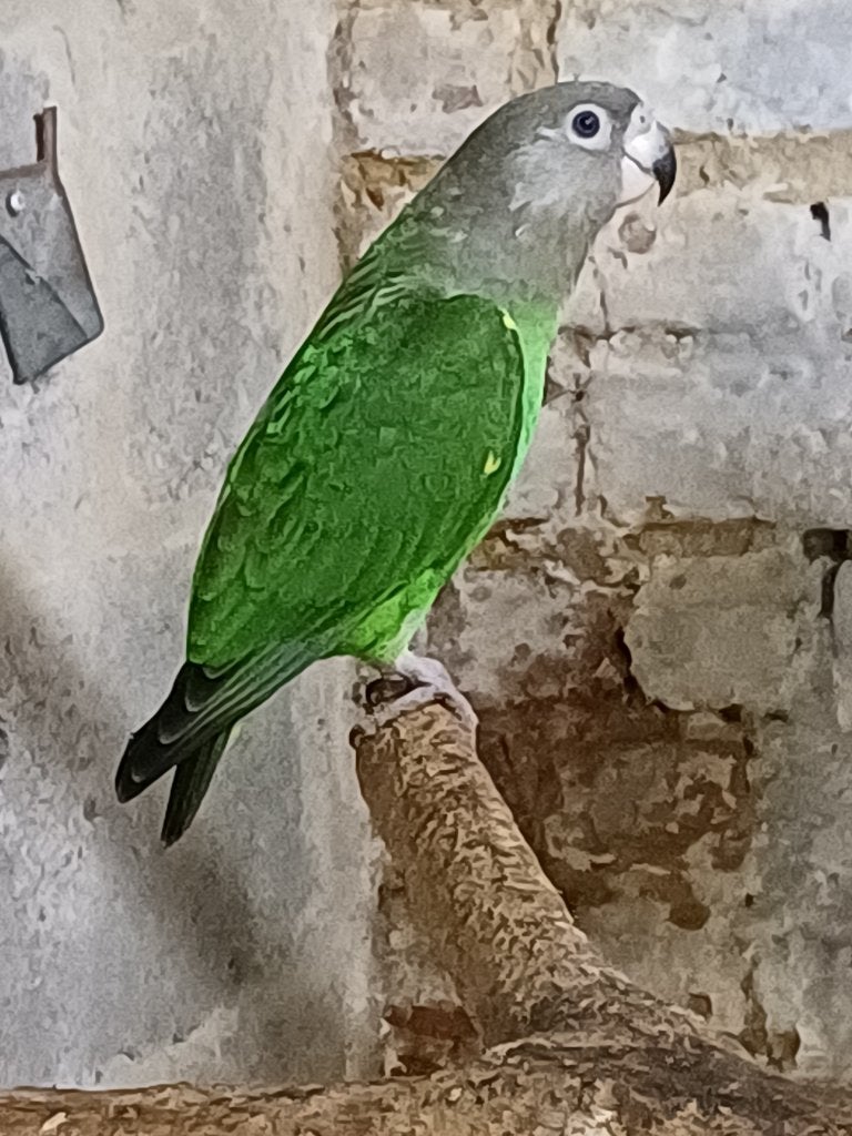 Perroquet à tête brune, Femelle, Perroquet, Bagué