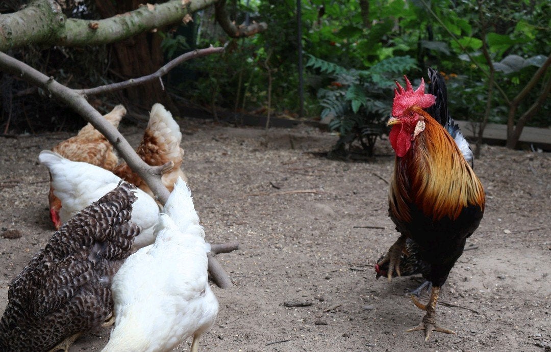 Toom legkippen, Dieren en Toebehoren, Pluimvee