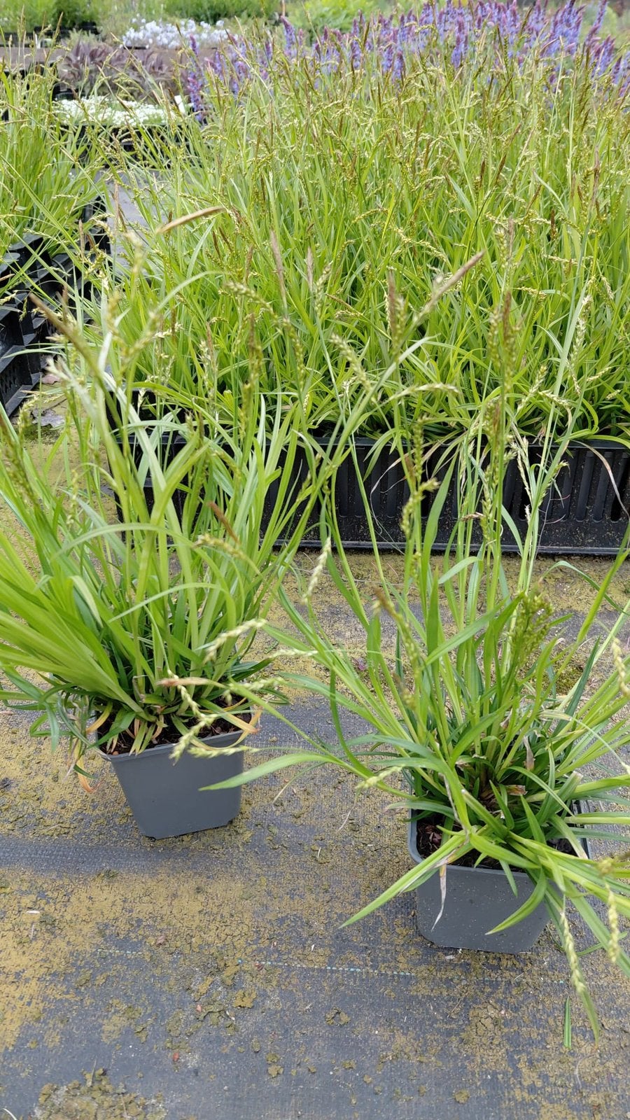 Carex Sylvatica, Printemps, Enlèvement, Graminées ornementales, Plante fixe