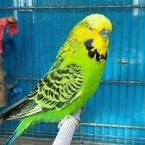 Engelse Grasparkiet, Dieren en Toebehoren, Vogels | Parkieten en Papegaaien, Meerdere dieren, Parkiet
