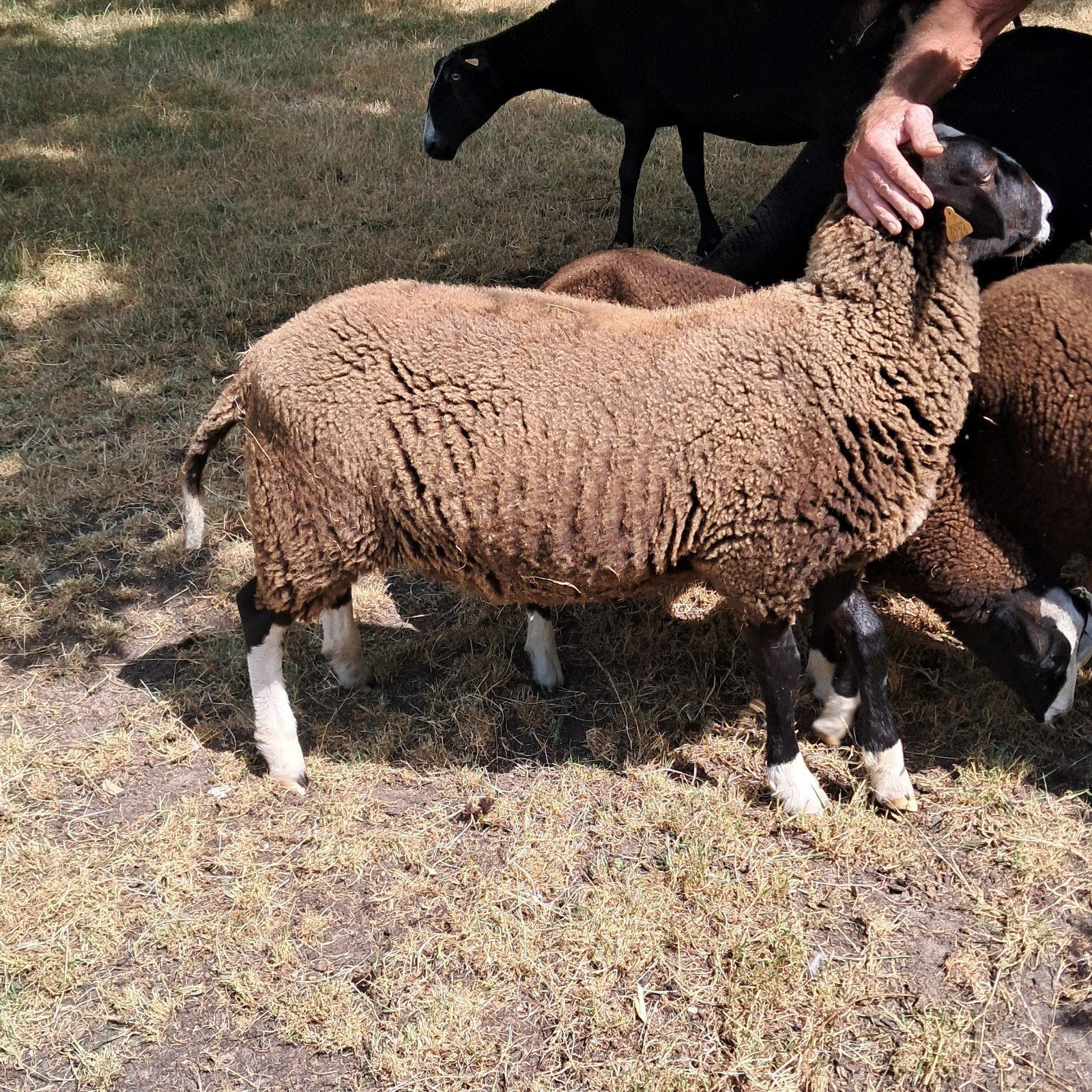 Zwartblesbok, lam, Dieren en Toebehoren, Schapen, Geiten en Varkens