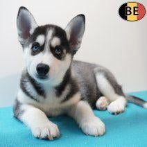 Mooie Siberische Husky pups te koop (Belgisch), Dieren en Toebehoren, Parvo, België, 8 tot 15 weken, Meerdere