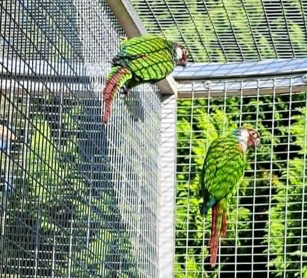 Couple reproducteur Pyrrhura Griseipectus, Animaux & Accessoires, Plusieurs animaux, Perruche, Bagué