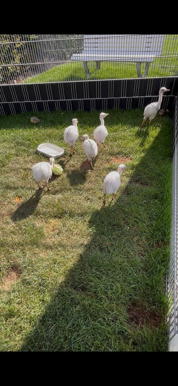 6 nandoe kuikens uit natuurbroed. Eten en drinken goed, Dieren en Toebehoren, Pluimvee, Geslacht onbekend, Overige soorten