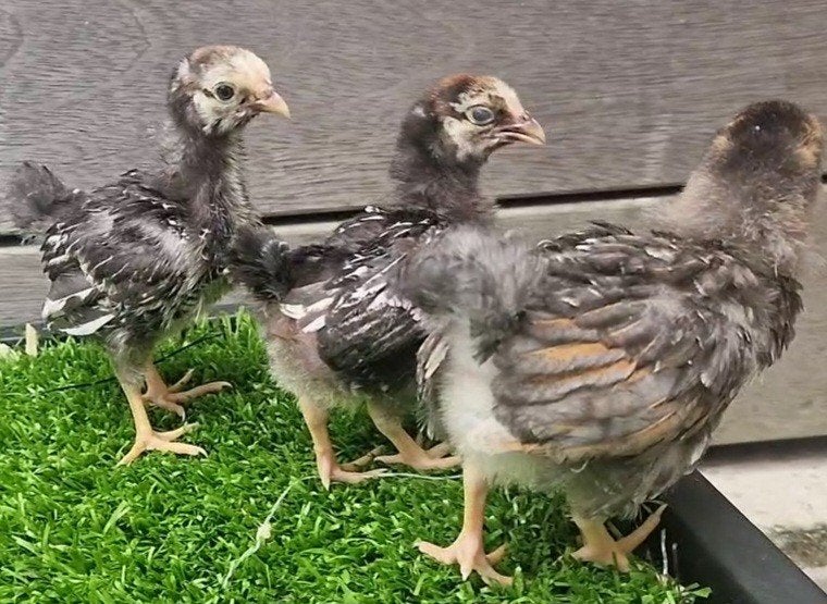 Wyandotte Kriel kuikens 6 weken, Dieren en Toebehoren, Pluimvee