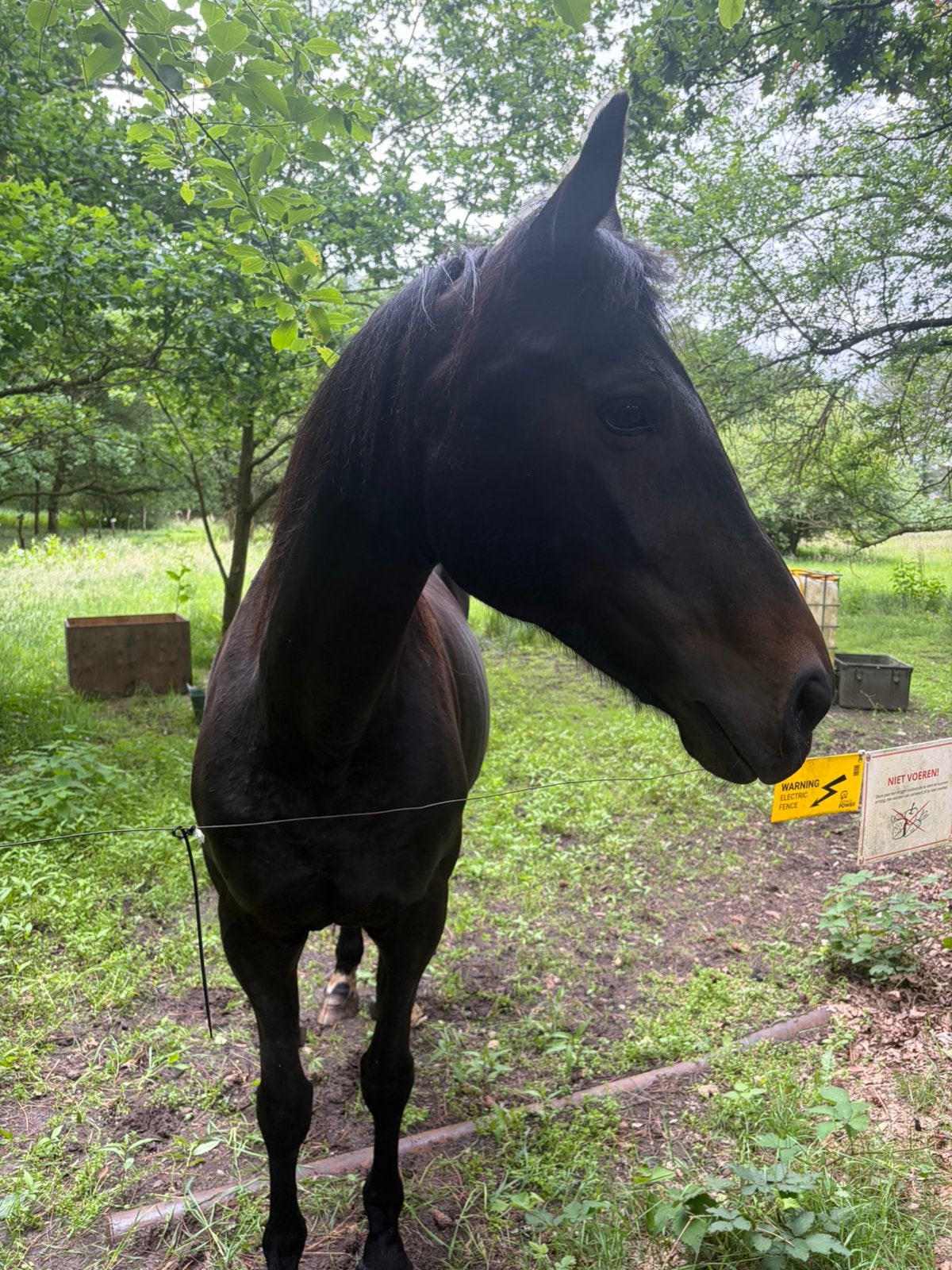 (Fok) Merrie te koop, Animaux & Accessoires, Chevaux, Jument, 160 à 165 cm, 11 ans ou plus, Cheval de dressage, Avec pedigree