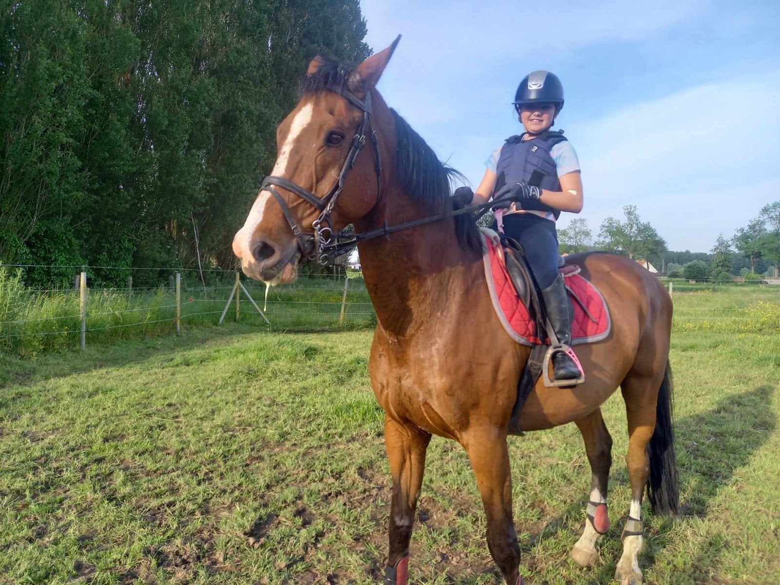 16 jarig recreatie paard, Dieren en Toebehoren, Met stamboom, Ruin, Niet van toepassing, 170 tot 175 cm