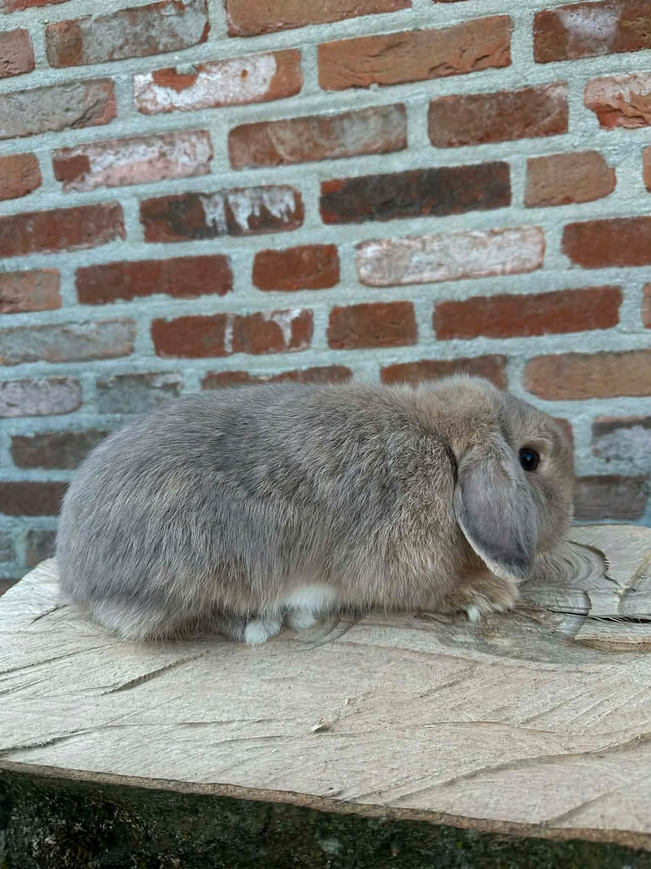 Minilop voedstertje fokgeschikt, Petit, Oreilles tombantes