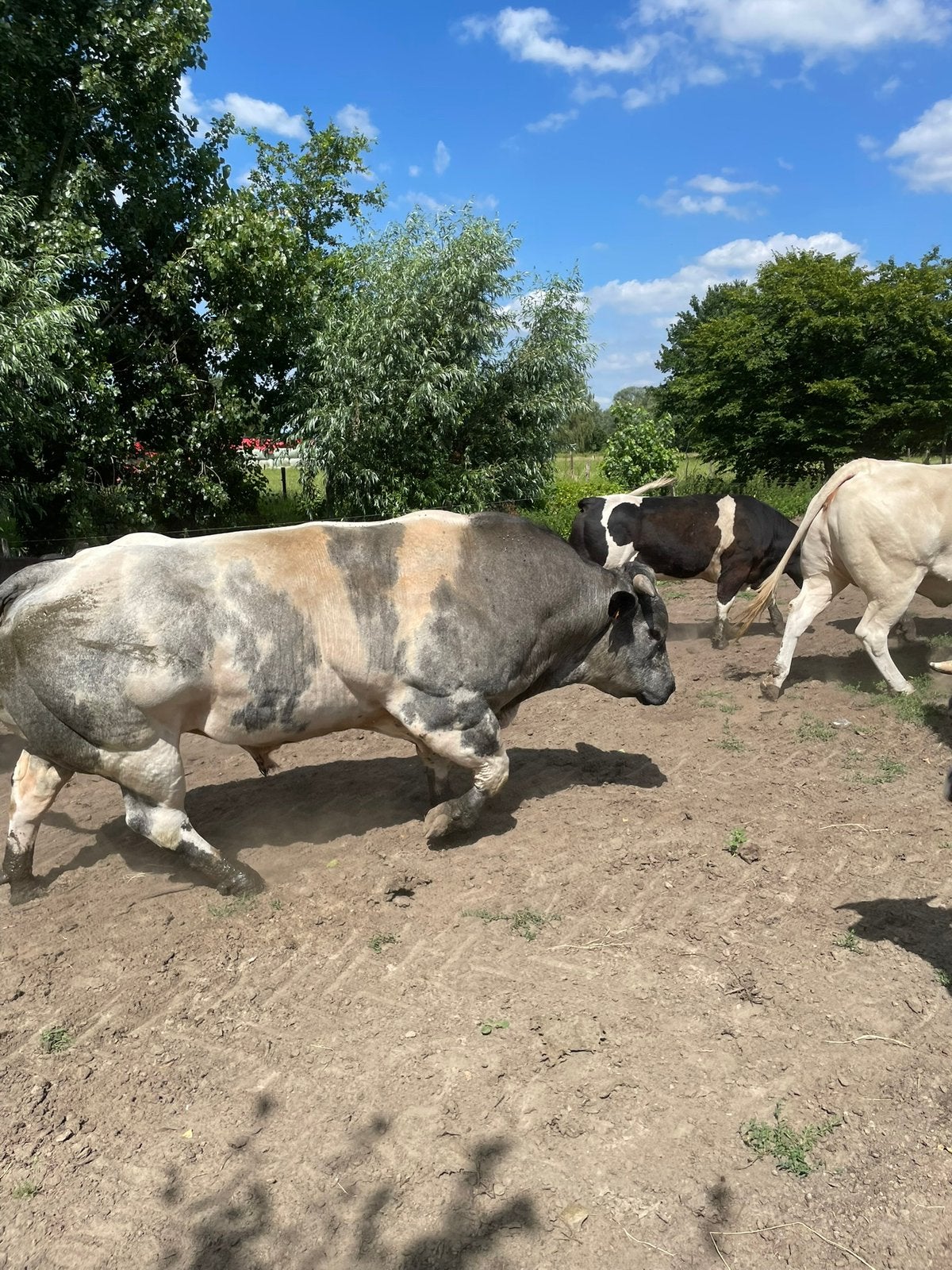 Dekstier, Animaux & Accessoires, Bovins