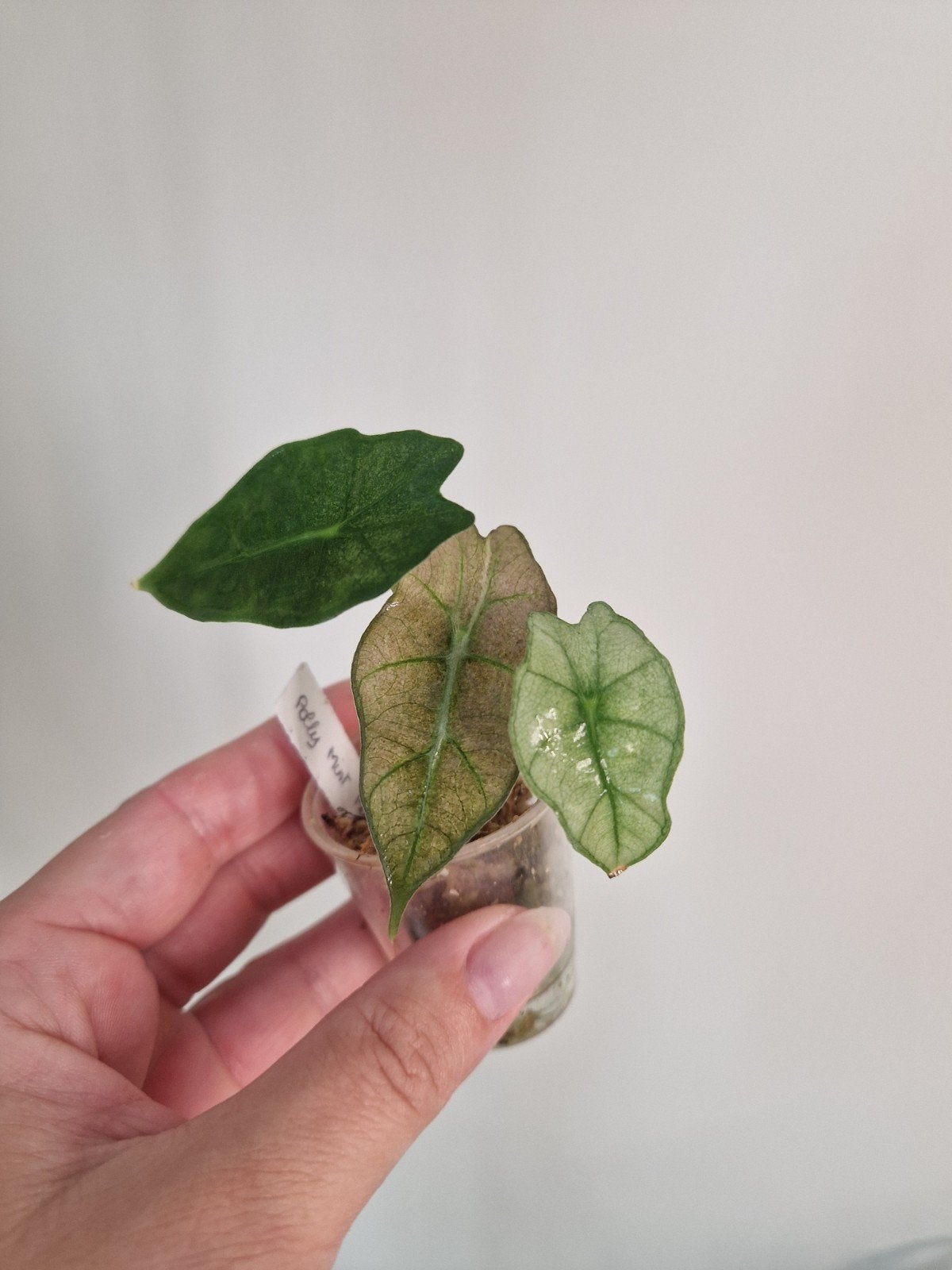 Prachtige Alocasia Polly Mint Pink baby, Maison & Meubles, Plantes d'intérieur, Autres espèces, Moins de 100 cm, Enlèvement, Plante verte