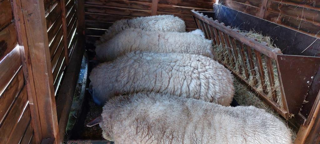 schapen ooien te koop, Femelle, Mouton