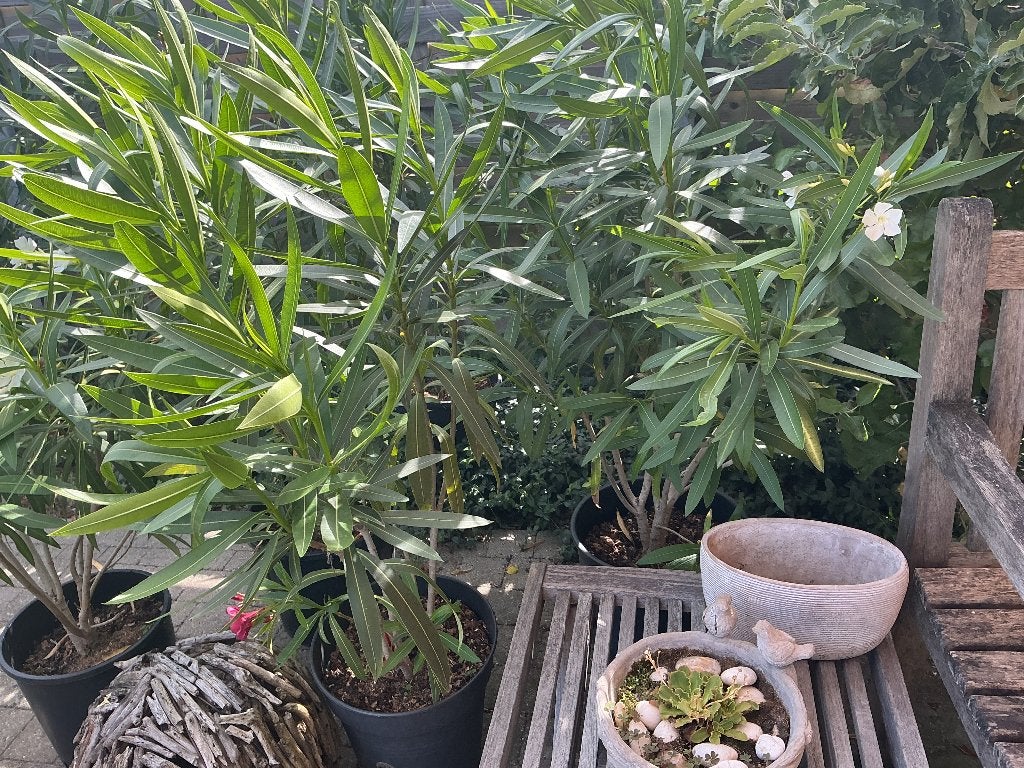 Olijfboom, oleander, keukenlaurier, agapanthus, Ophalen