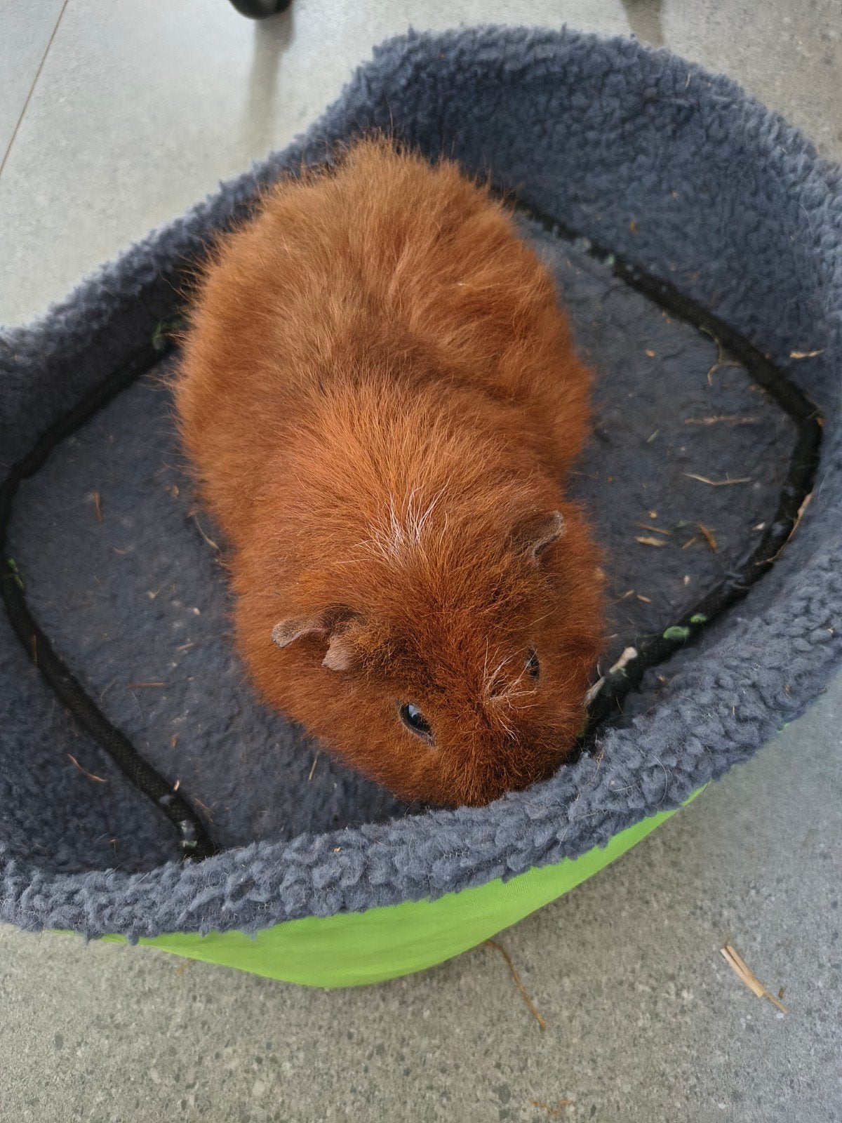 Cavia Billie, Dieren en Toebehoren, Cavia, April, Mannelijk, Tam