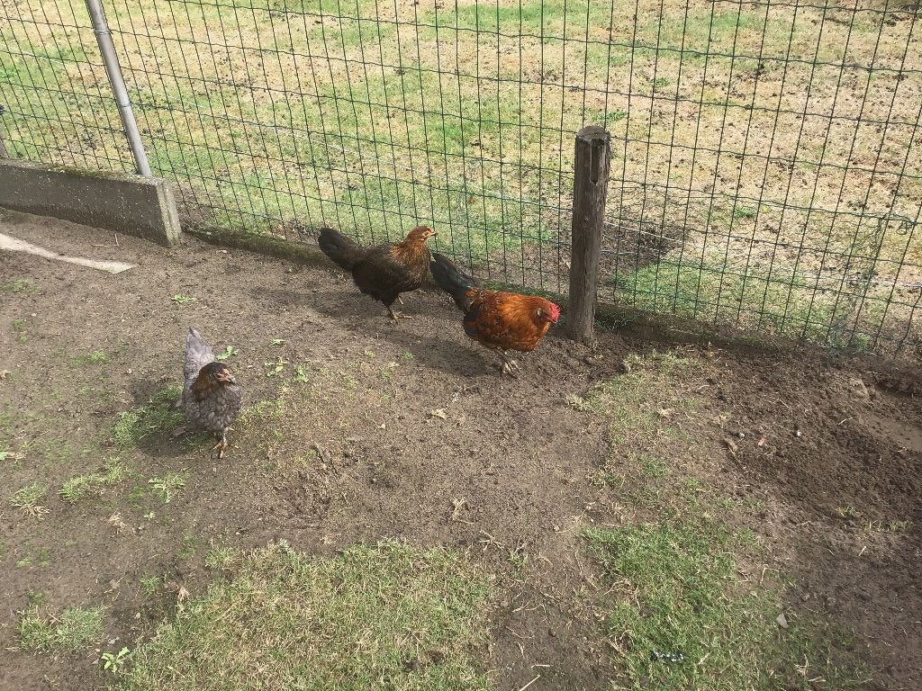 Jonge Engelse krielen, Dieren en Toebehoren, Vrouwelijk, Kip