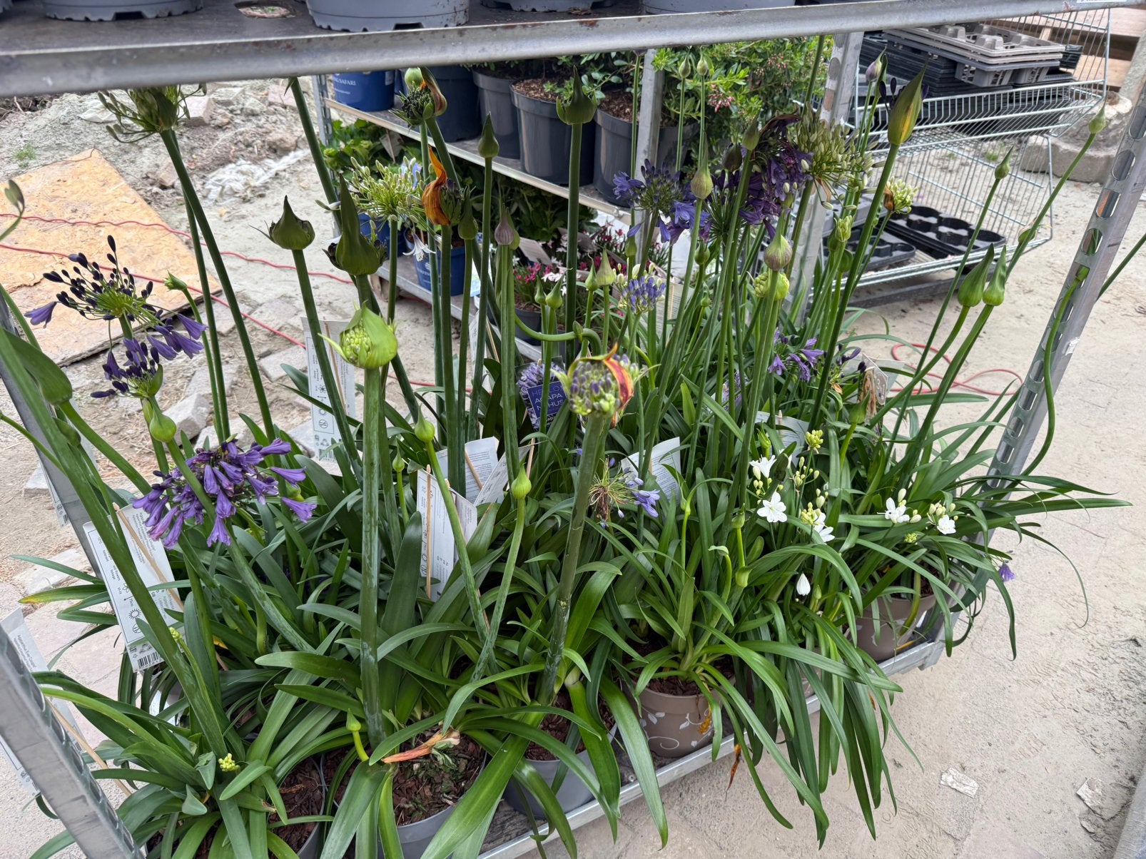 Agapanthus in bloei, Ophalen