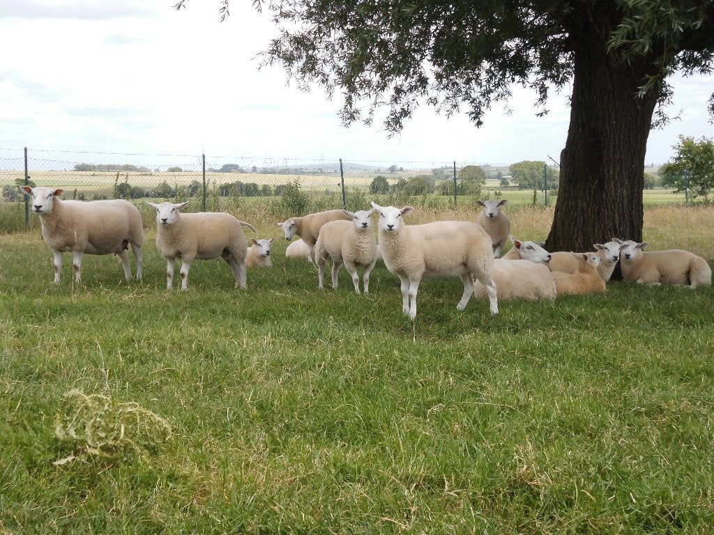 schapen