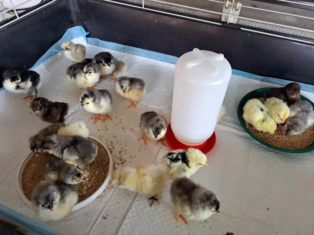 Kuikens diverse rassen, Dieren en Toebehoren, Pluimvee